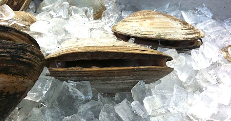 Clams on ice