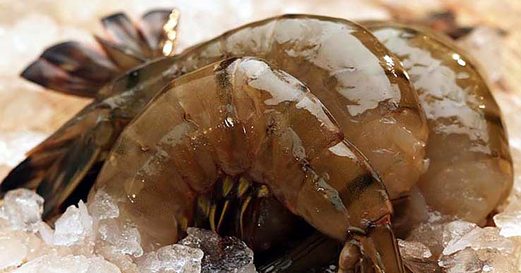 Whole shrimp on ice